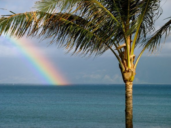 Rhett Maxwell, Maui rainbow with Palm Tree